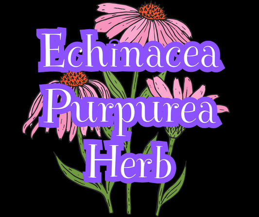 Echinacea Purpurea Herb (Purple Coneflower)