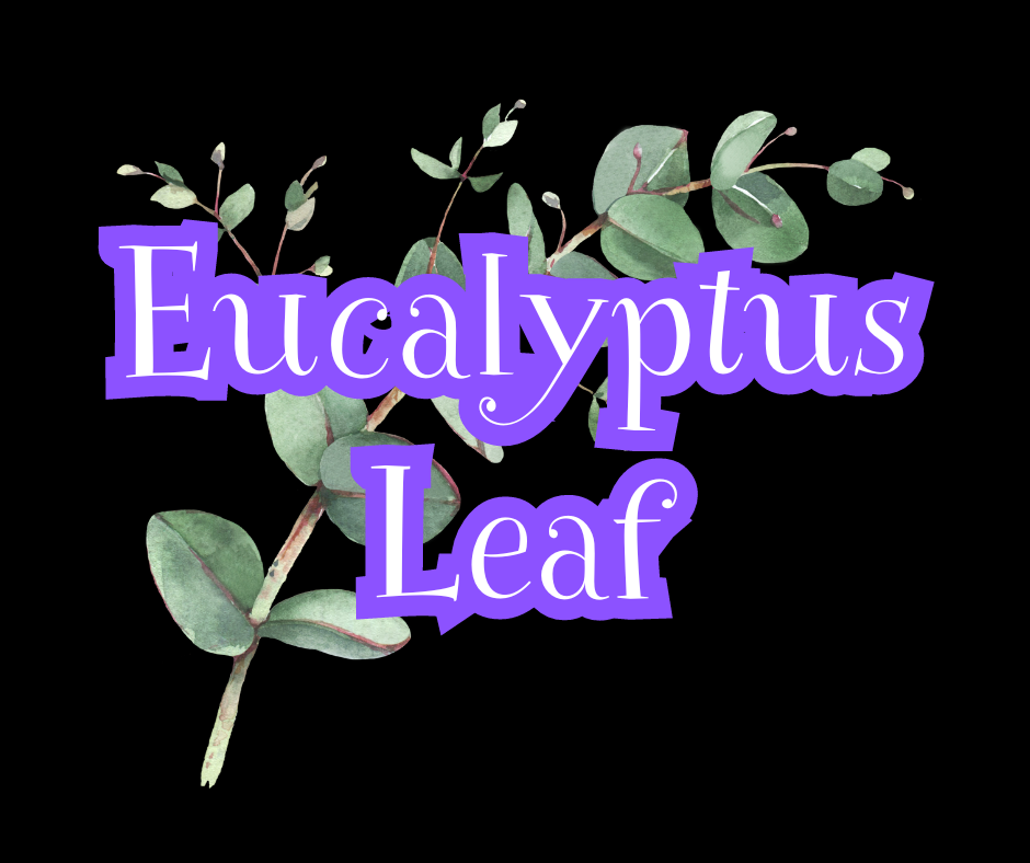 Eucalyptus Leaf