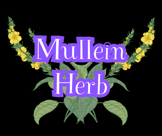 Mullein Herb