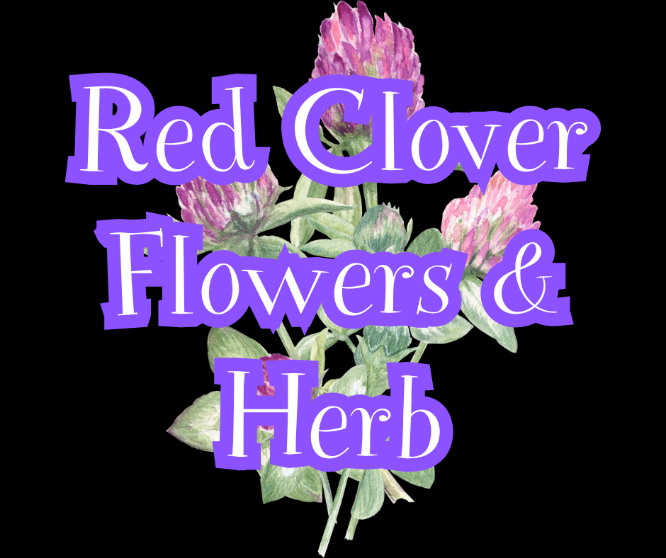 Red Clover Flowers and Herb