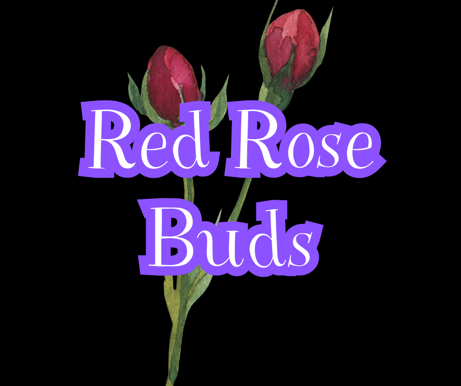 Red Rose Buds